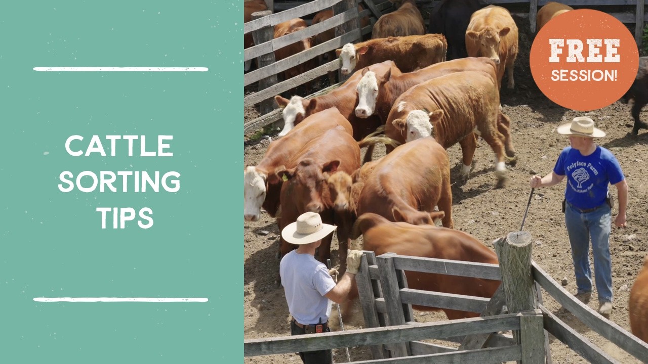 Tips for Sorting Cattle