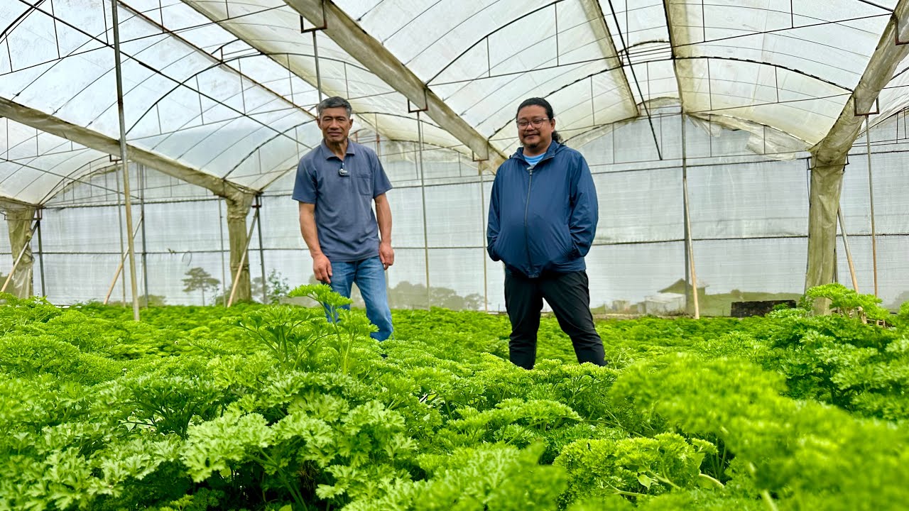 Pagtatanim ng PARSLEY: Bakit Maganda Itanim ang PARSLEY  sa ibang  Gulay?