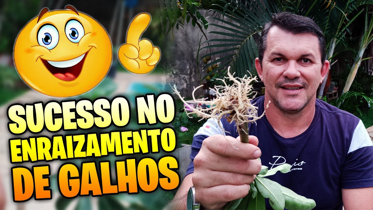 🌺GARRAFA PET!! A melhor forma para enraizar galhos de ROSA DO DESERTO!!!