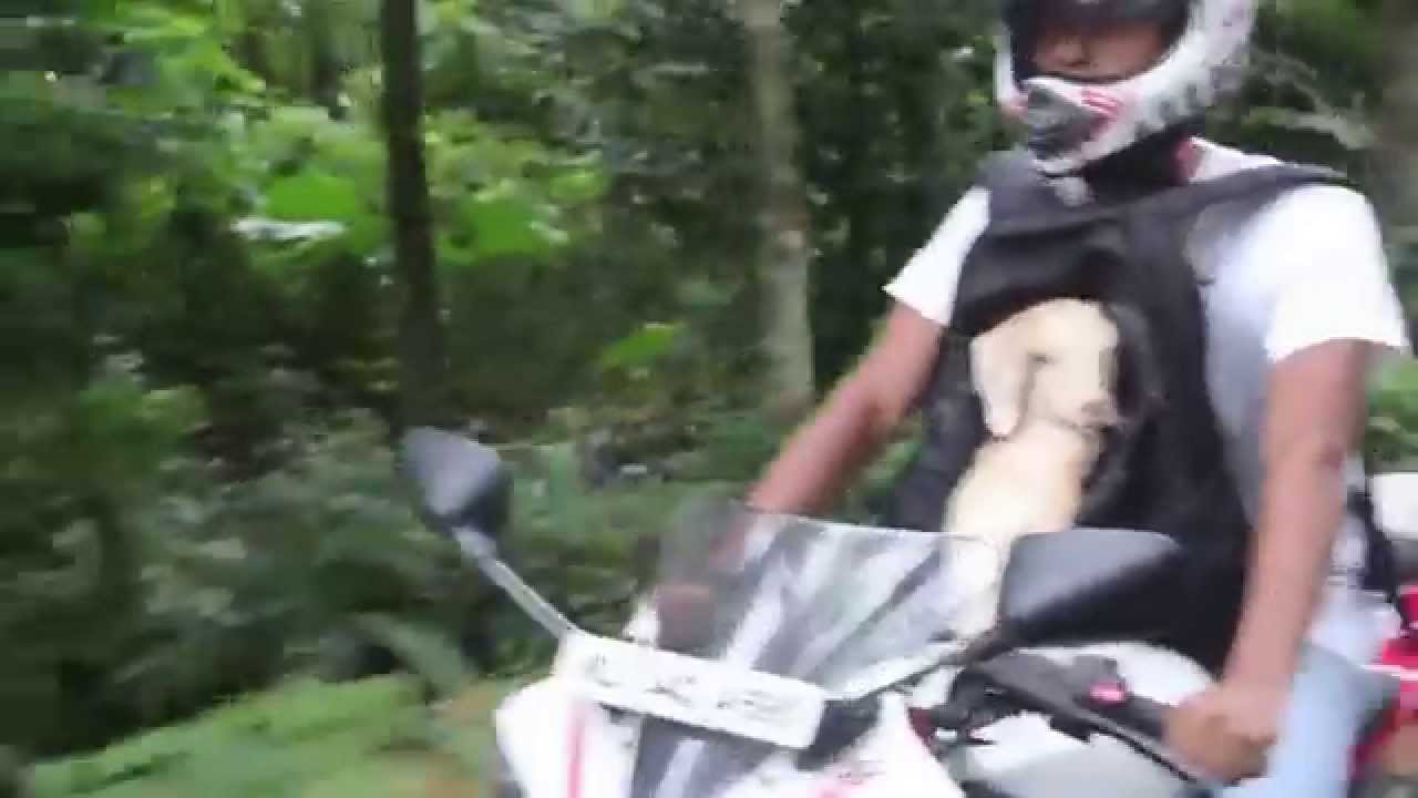 This man gave his baby goat a wonderful ride