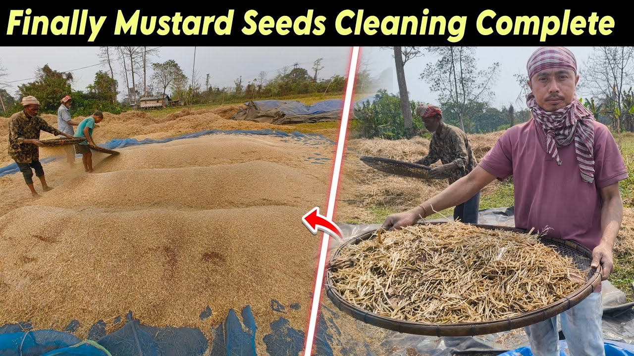 Finally Mustard Seeds Clean Karke Complete -सरसों की सफाई चल रहा है