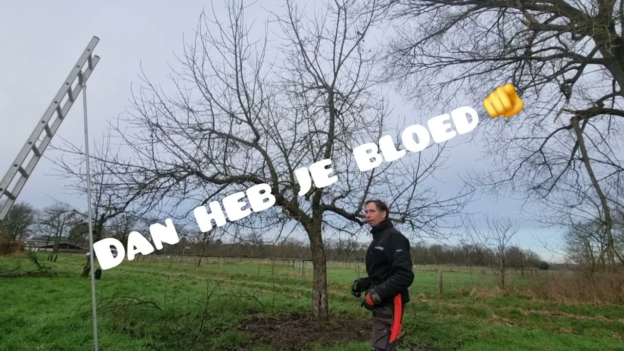 Hoogstam snoeien deel 2. de volwassen Hoogstam. Buitenleven met Frodo