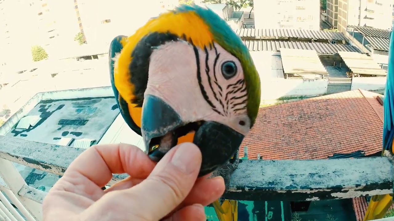 Guacamayas Caraqueñas -  Los pichones aprenden