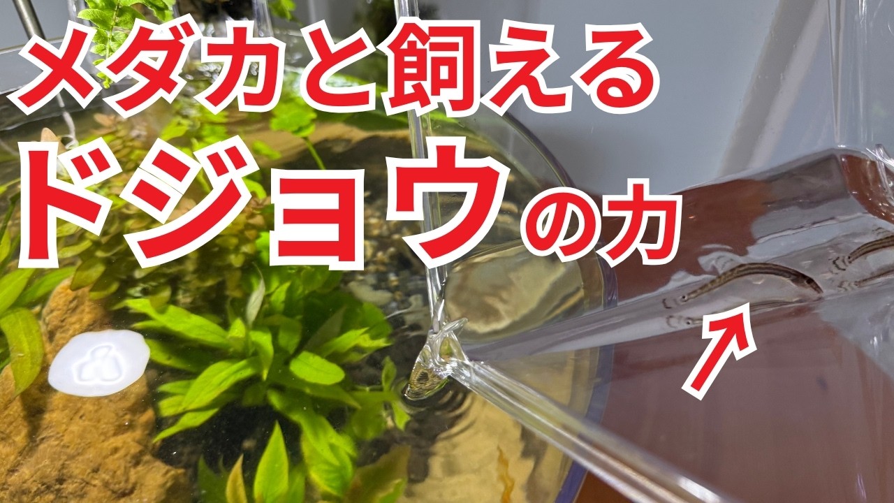 メダカと一緒に飼える!! 最強の底床掃除生体「ドジョウ」の魅力を解説