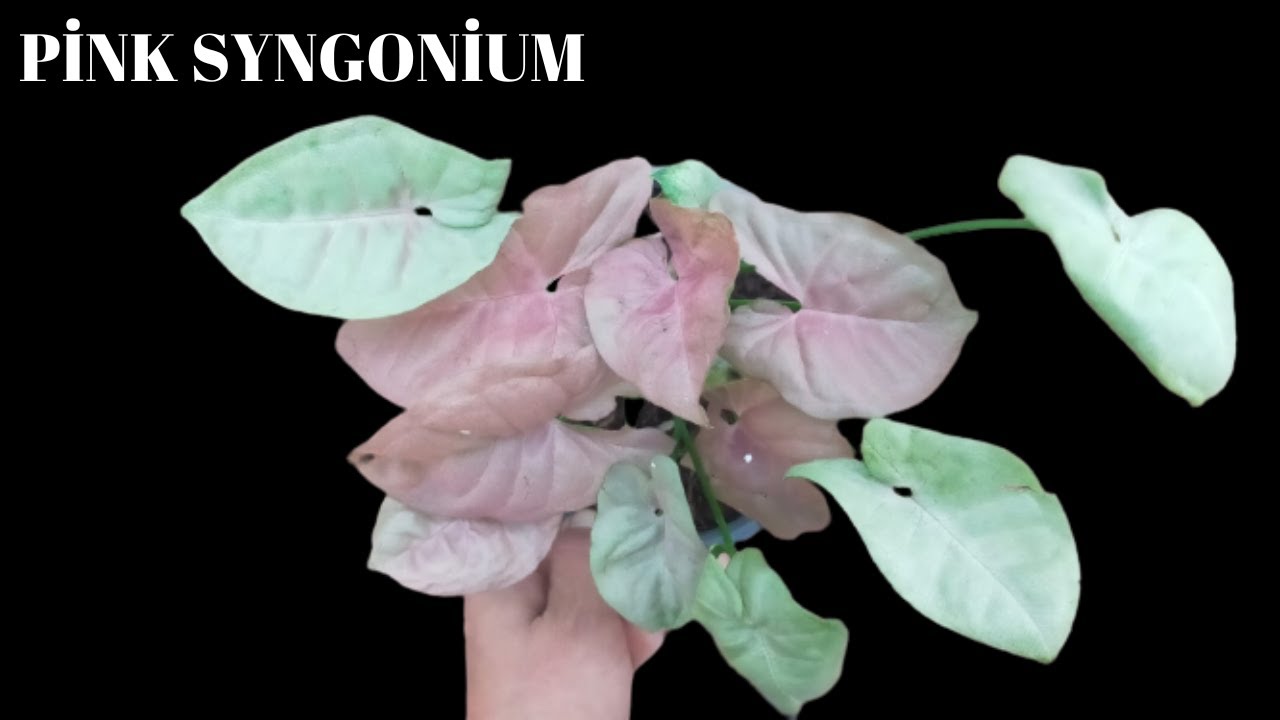 Pink Syngonium Bakımı/ Melek Kanadı Çiçeği
