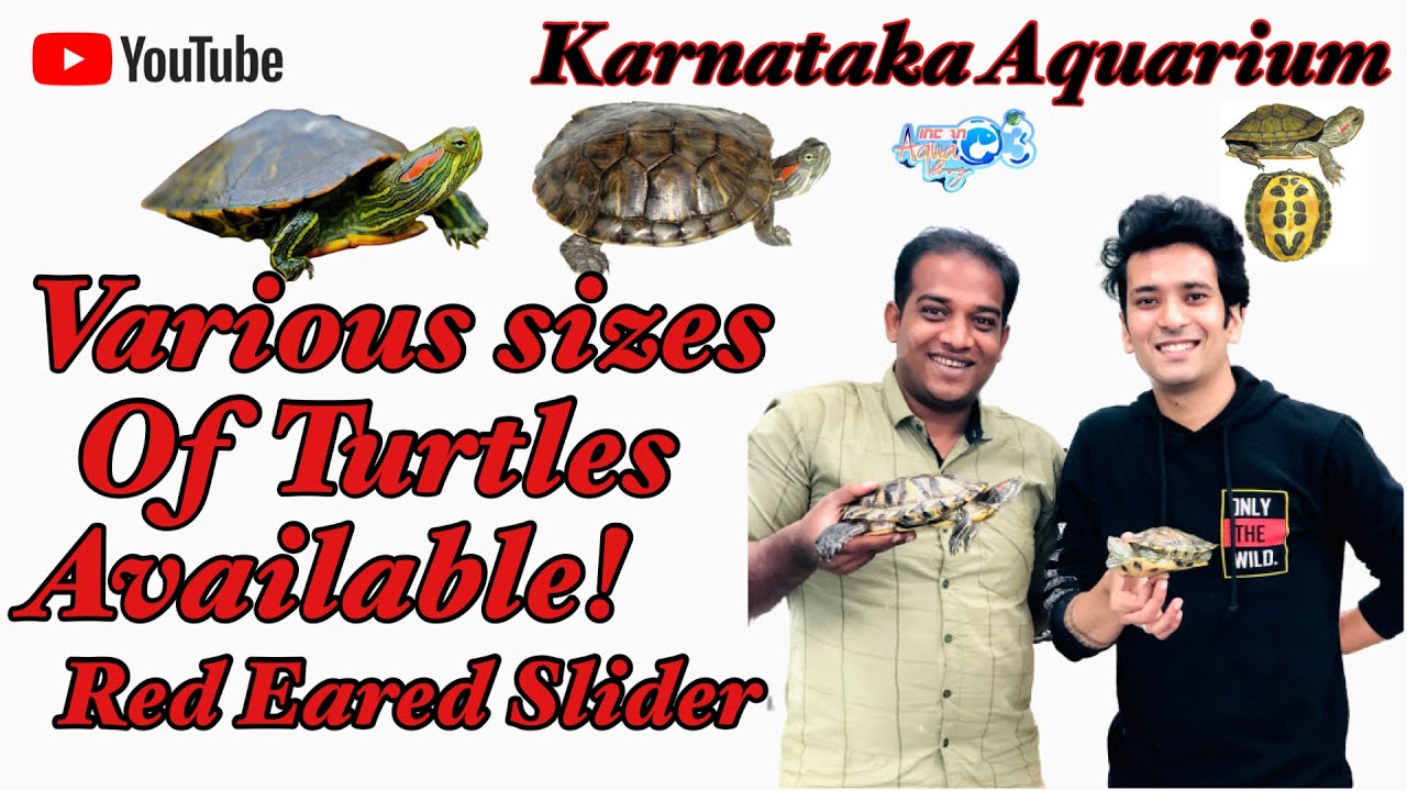 Turtles in Bangalore | Red Eared Sliders| Turtles Various Sizes | Turtles | Karnataka Aquarium