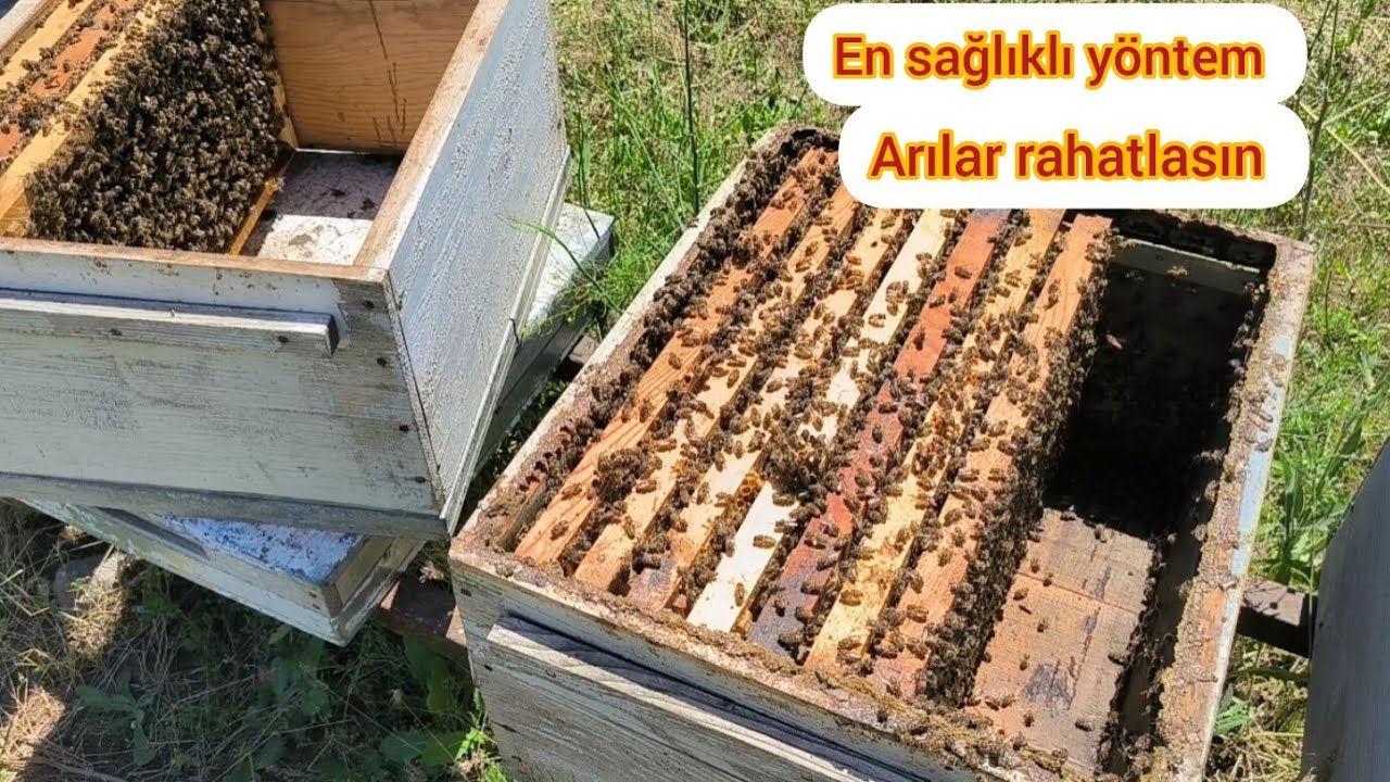 Basit ve verimli kat (ballık) nasıl verilir?