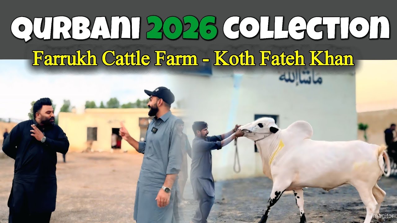Latest Vlog Farrukh Cattle Farm Qurbani 2026 Collection - Cow Mandi - Fatehjangi bulls 2026