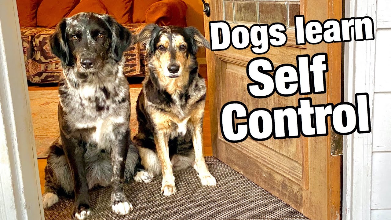 Top 3 Brain Games to Teach Dogs SELF CONTROL