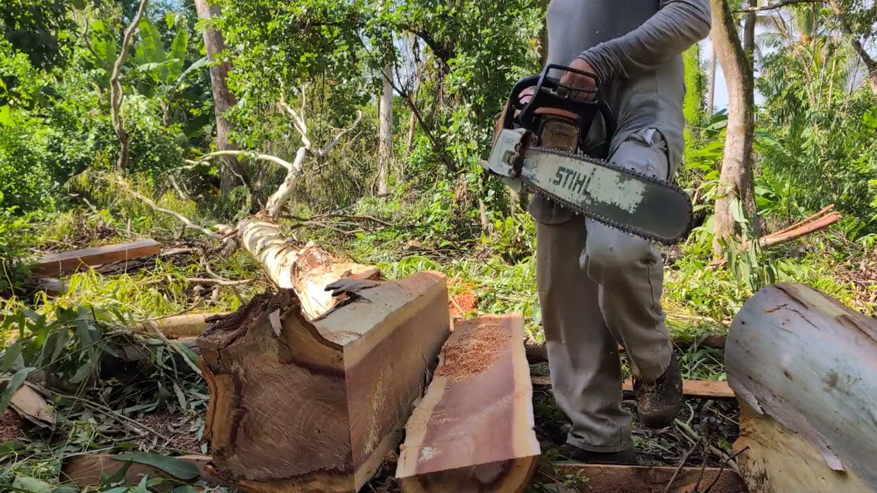 Aserrando con la poderosa Stihl 651💪