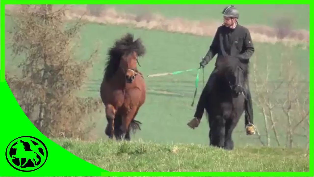 Warum bleibt mein Pferd beim Reiten immer stehen?