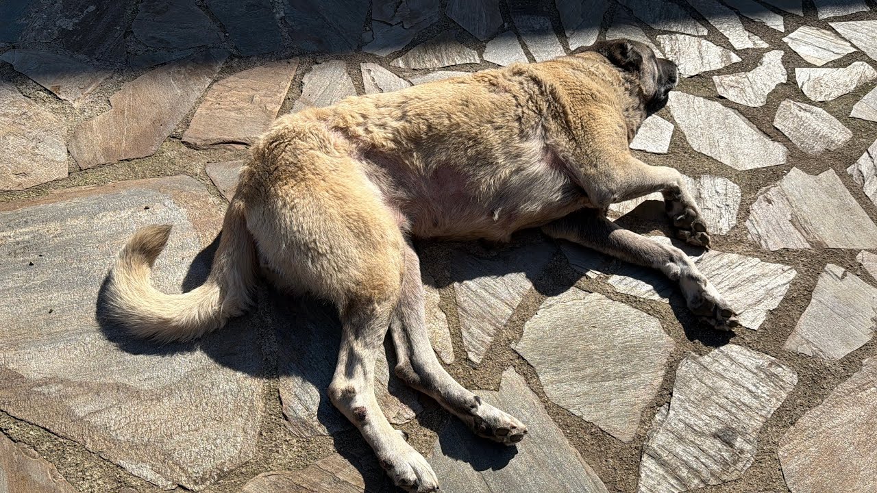 KÖPEĞİMİ BÖYLE GÖRMEK İÇİMİ PARÇALIYOR