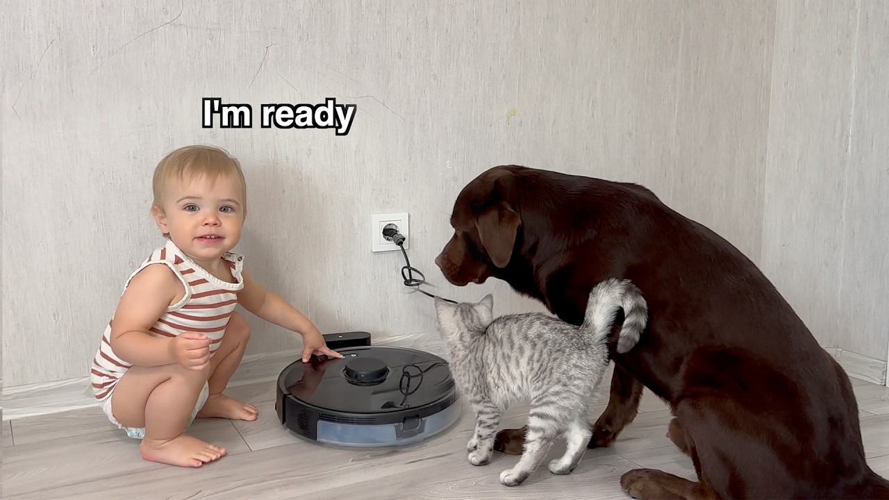 Baby, kitten, and dog discover the robot vacuum