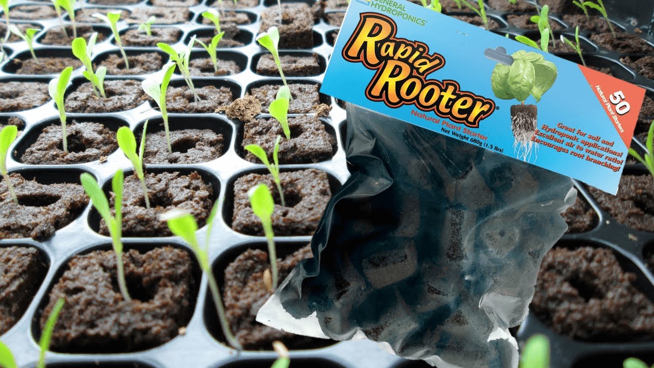 Rapid Rooters: Your Seed-Starting Secret for 2025!