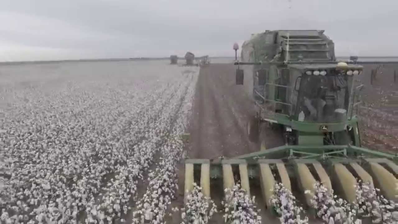 Wisdom Cotton Harvest