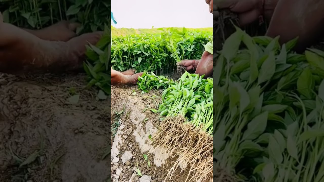 capsicum nursery available 🫑🫑🫑