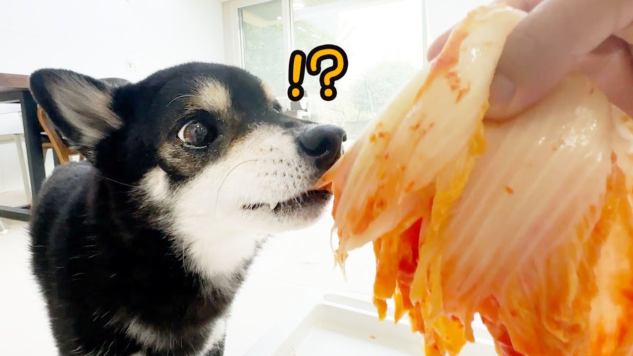 강아지 김치먹고 정신을 못차리고 난리가 났어요.. ㅋㅋ