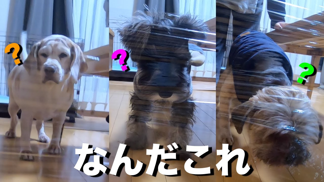 サランラップを愛犬に仕掛けた結果www