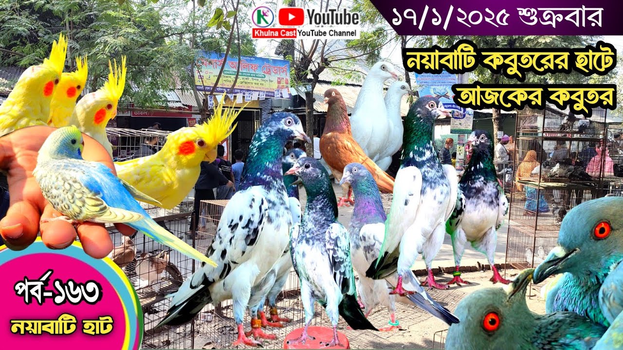 সবথেকে বড় কবুতরের হাট পর্ব-১৬৩ Largest pigeon market in Khulna খালিশপুর, নয়াবাটি, চিত্রালী, খুলনা