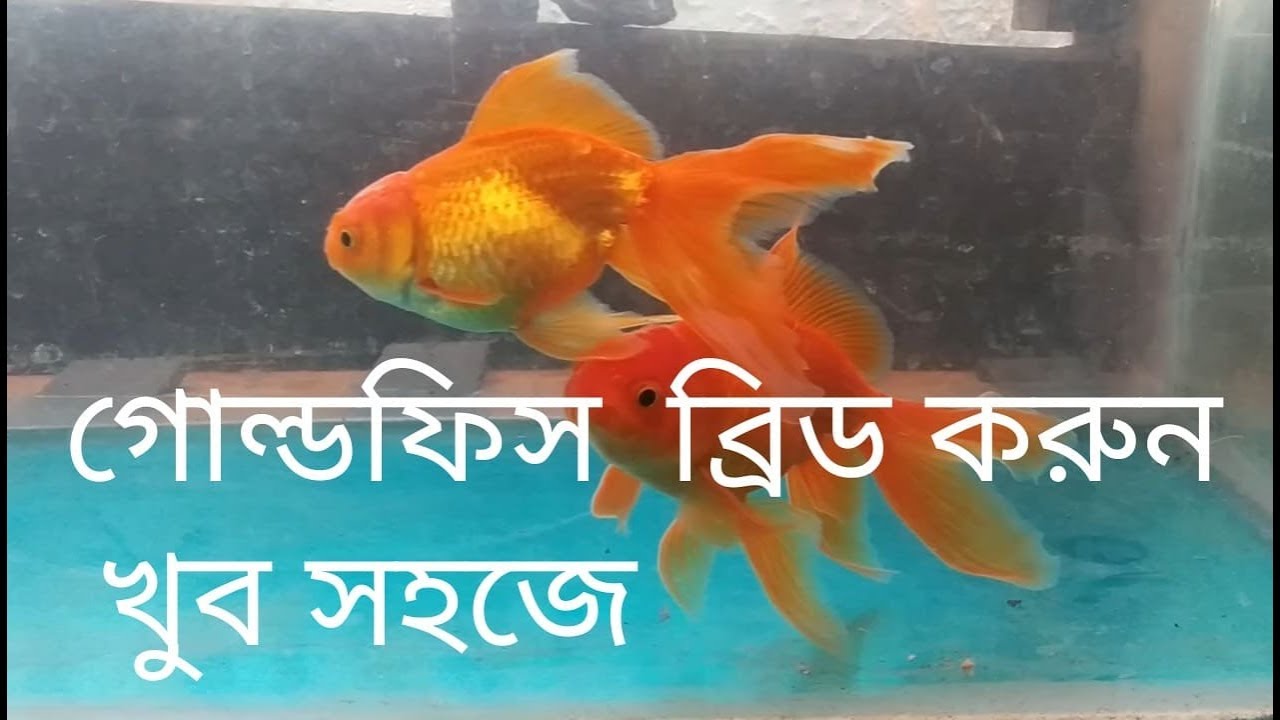 goldfish breeding bangla 100% success