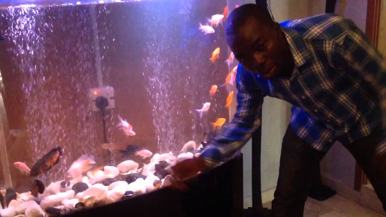 Fishfullthinking consult community friendly aquarium