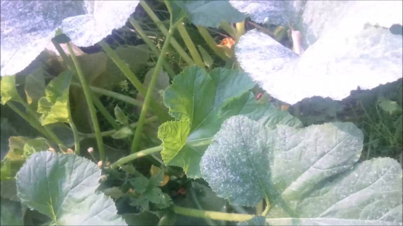 Patison - stan na 13 września | Patison uprawa 2016