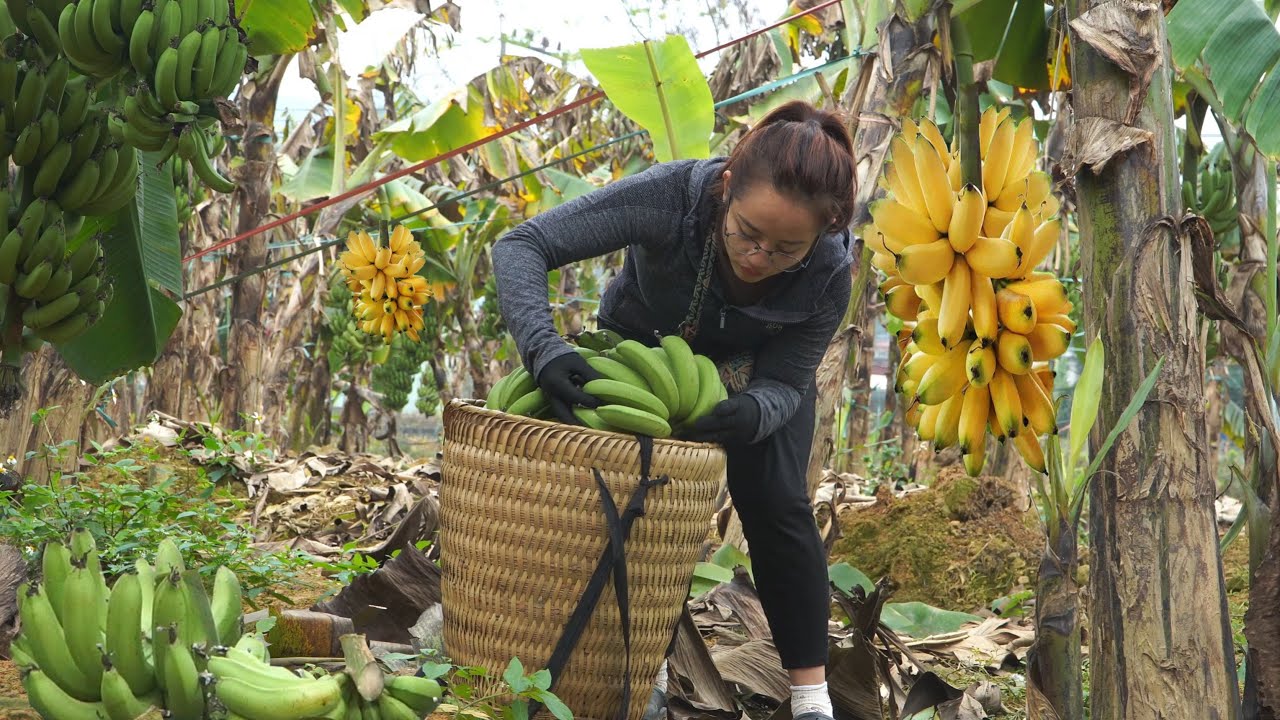 Sell all the bananas at the year-end market, take care of goats and ducks