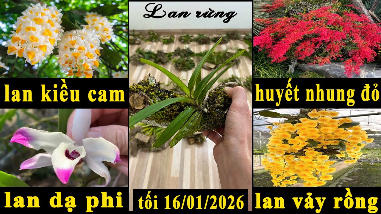 (Dạ đã hết rồi ạ)Lan rừng tối 16/01/2026(ship30k)Huyết nhung đỏ, dạ phi, vảy rồng, kiều, gấm