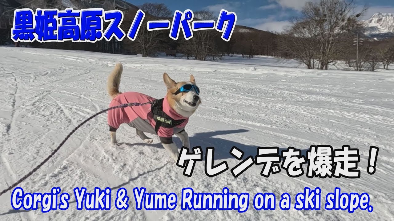 コーギーのゆき＆ゆめ　黒姫高原スノーパークでゲレンデを爆走！　Corgi's Yuki & Yume Running on a ski slope