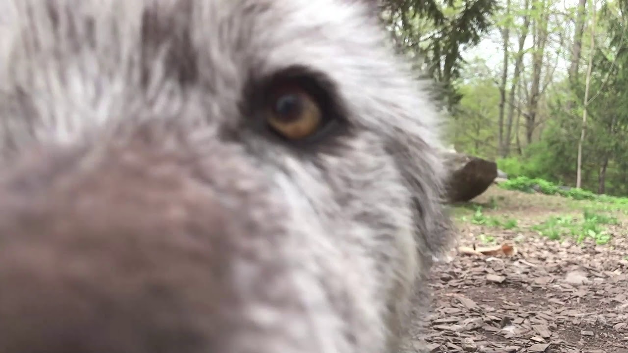 The Best Kisses Are Wolf Kisses
