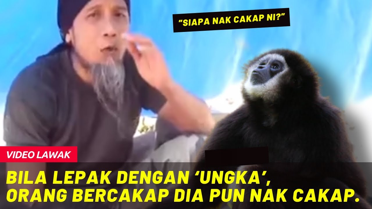 BILA LEPAK DENGAN 'UNGKA', ORANG BERCAKAP DIA PUN NAK CAKAP...