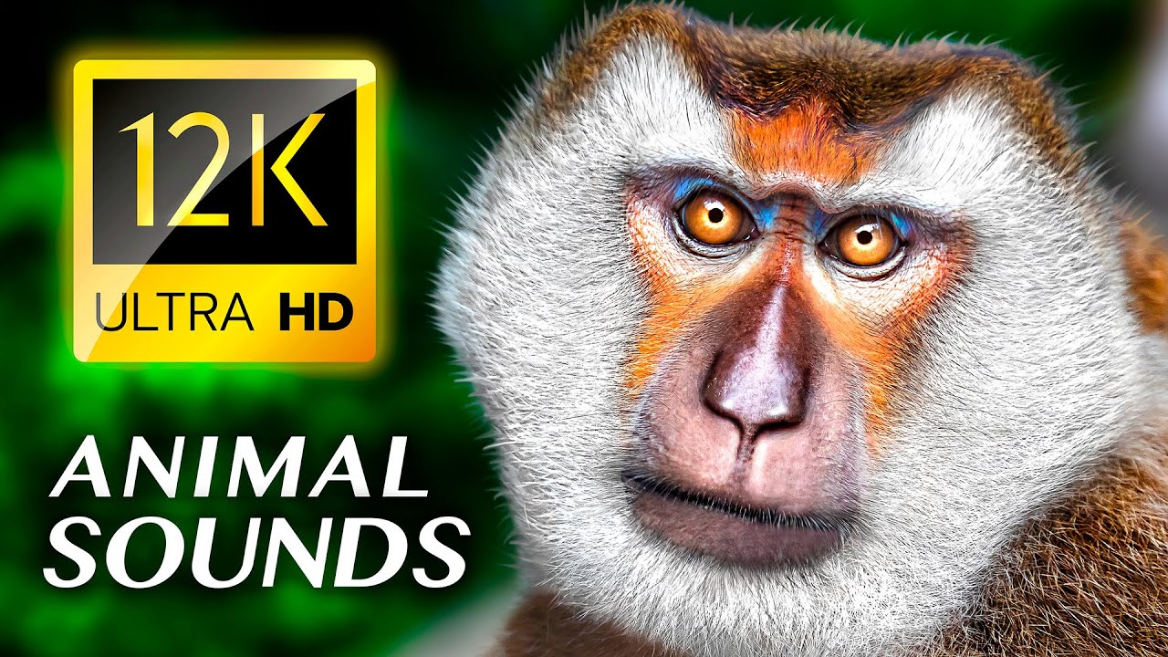 ЗВУКИ ЖИВОТНЫХ: Удивительные милые животные 12K ВИДЕО ULTRA HD