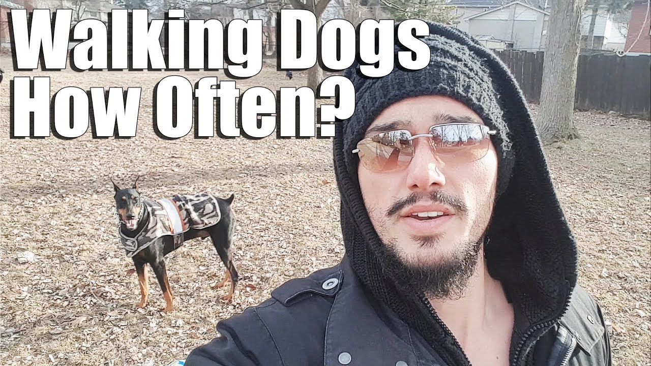 How Often Should You Walk Your Dog? Dog Walking Vlog