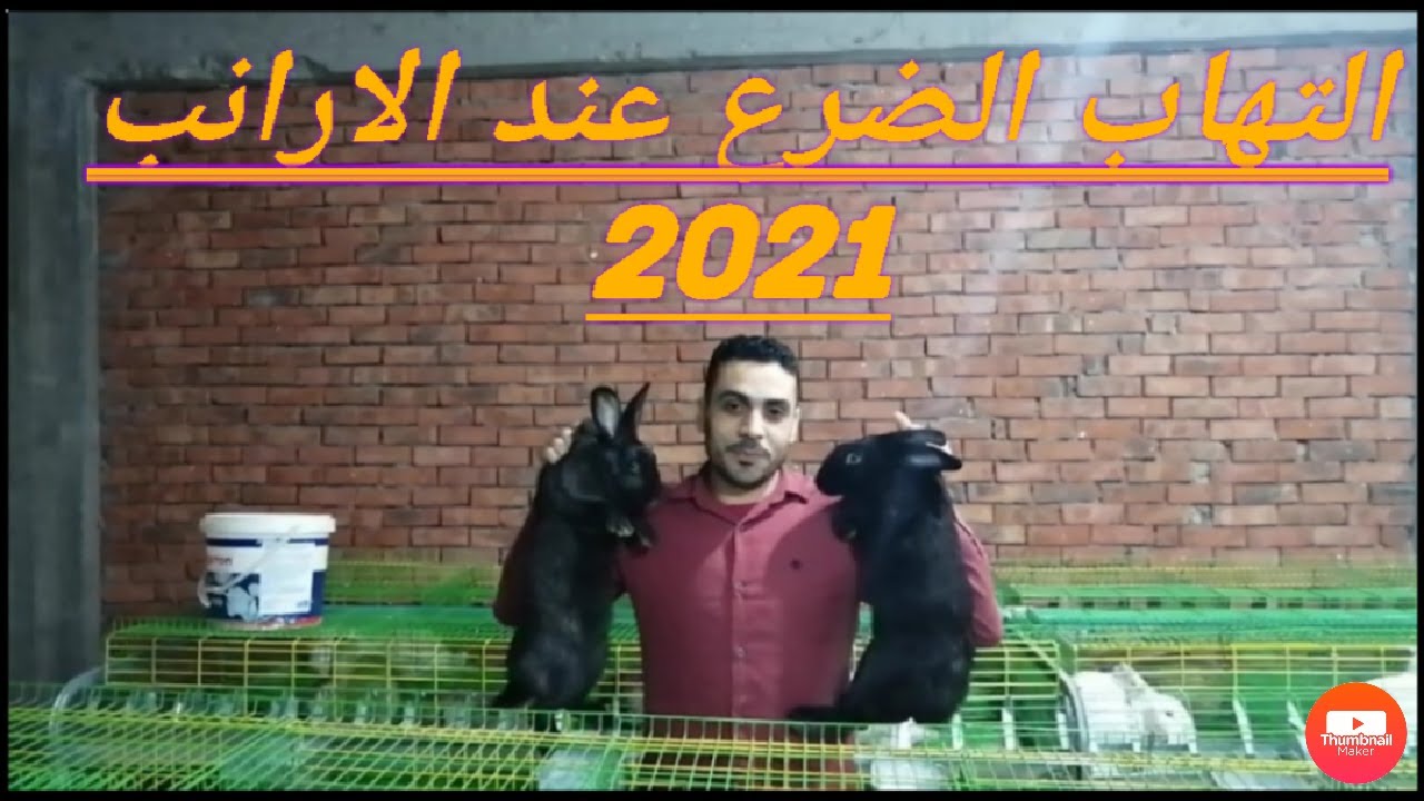 علاج التهاب الضرع عند الارانب