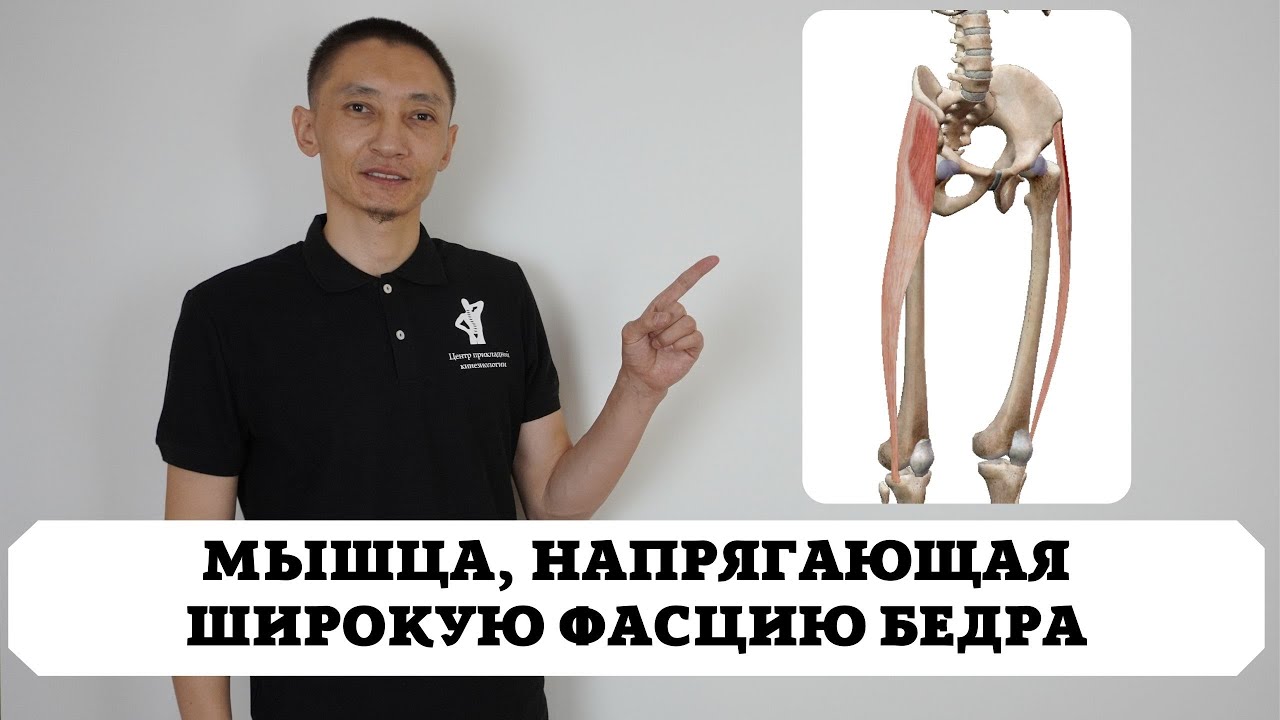 Мышца, напрягающая широкую фасцию бедра