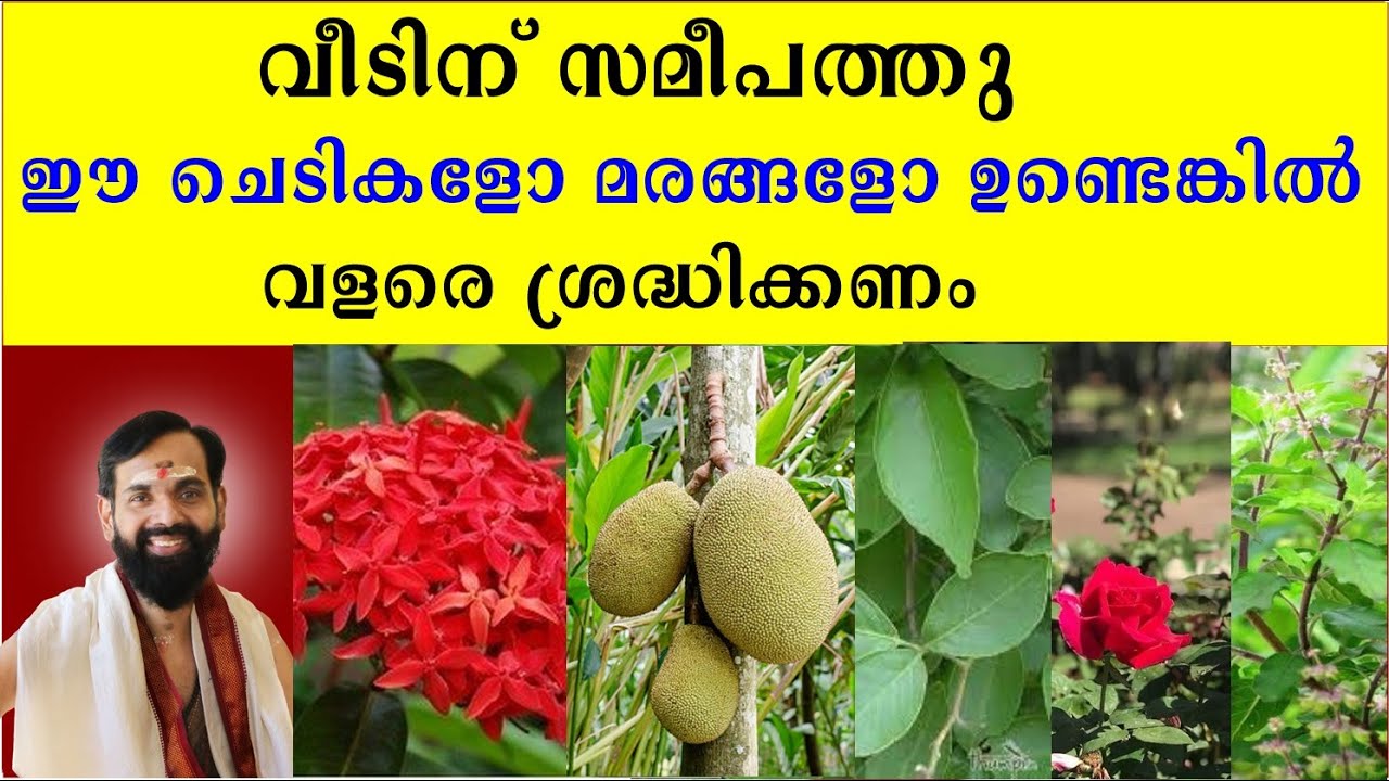വീടിന് സമീപത്തു ഈ ചെടികളോ മരങ്ങളോ ഉണ്ടെങ്കിൽ വളരെ ശ്രദ്ധിക്കണം THESE TREES MUST NOT  NEAR THE HOUSE