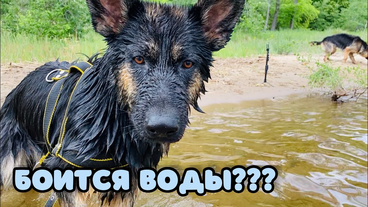 Приключения на реке с немецкими овчарками. Учим собак плавать