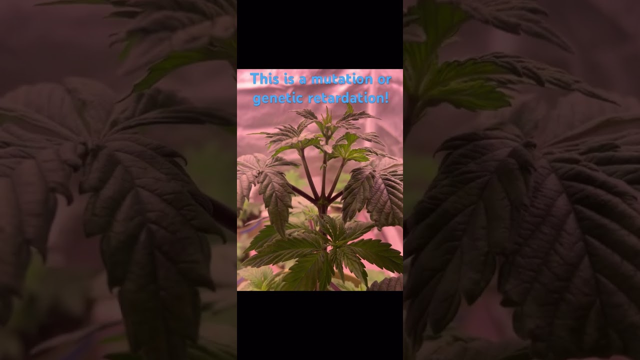 #genetics #dankbud #phenotype #420 #cannabiseducation #gardening #grow #plants #crossbreeding #wow