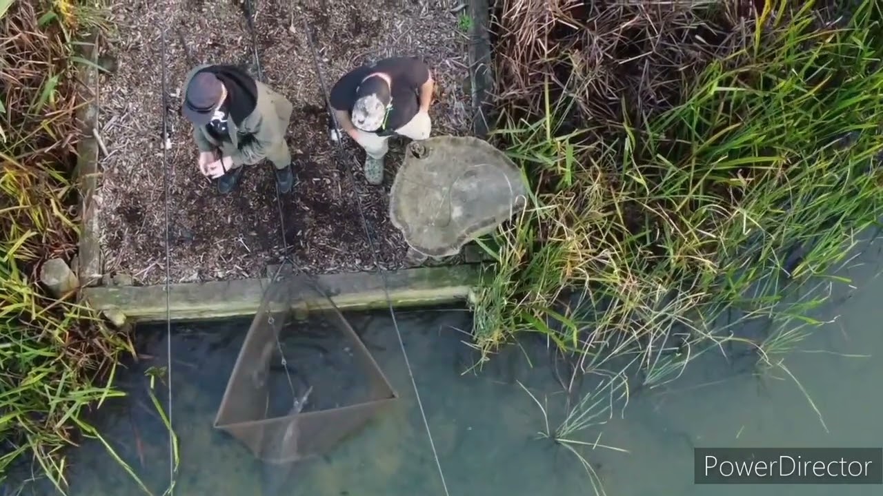 30lb Carp Landed @ Golden Oaks Fishery