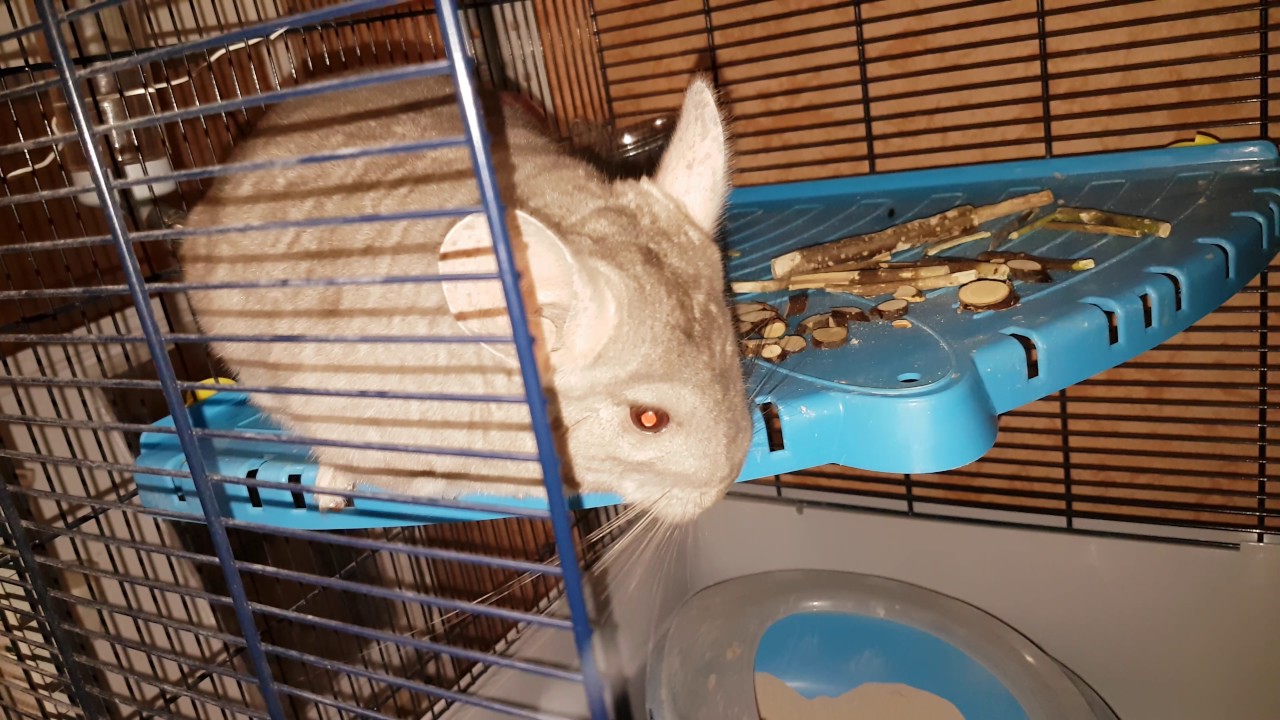 Две зверухи в QFHD