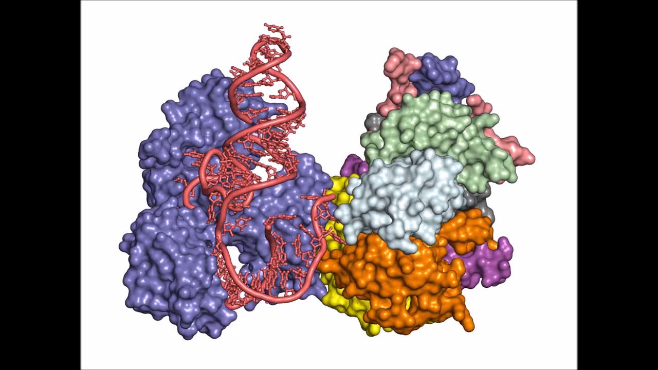 Architecture of the U6 snRNP reveals specific recognition of 3&prime;-end processed U6 snRNA