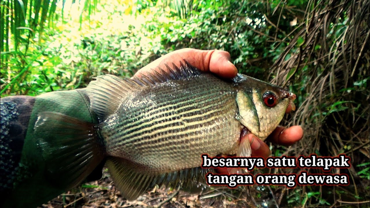 Petualangan Mancing ikan Tembakang di Rawa Liar Penuh Tantangan