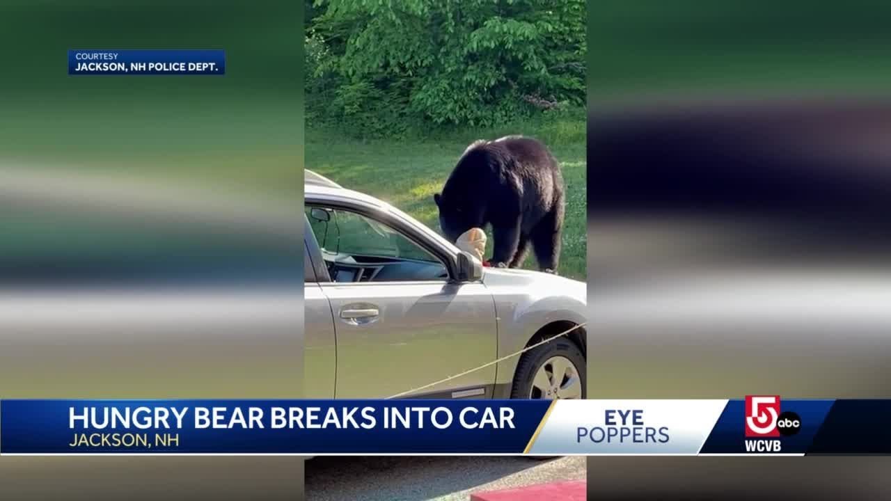 Bear steals food from car in New Hampshire