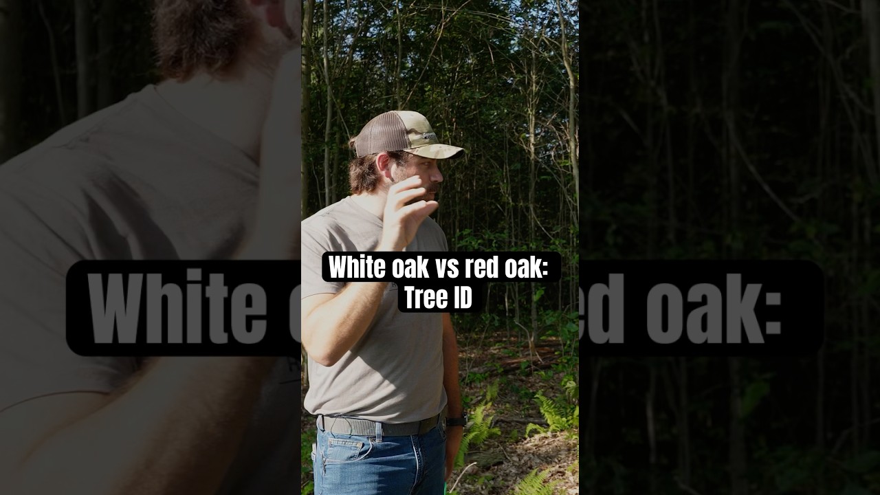Forester explains how to tell the difference between a red oak and white oak tree by the bark