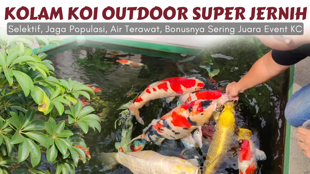 Kolam Outdoor Tapi Bening Banget Airnya ❗ Kolam Koi Om Nanda Jakarta