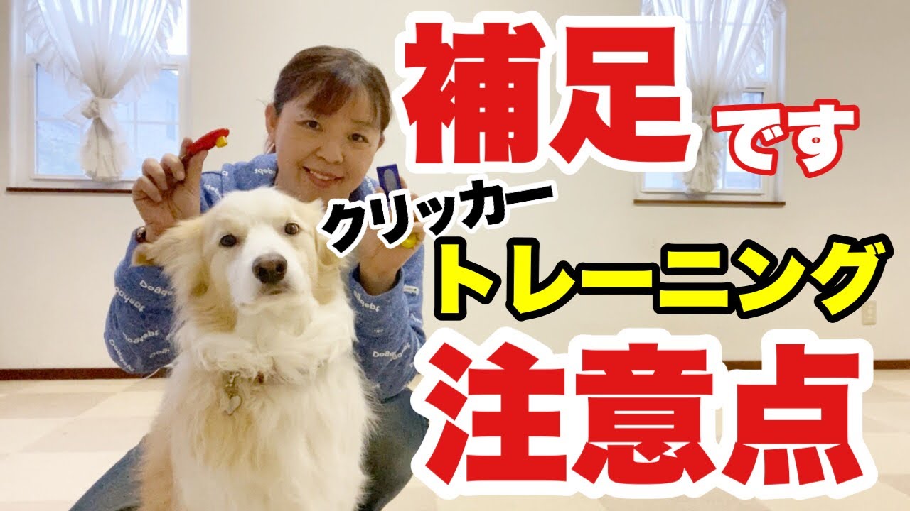 犬のクリッカートレーニング　以前出した動画の補足となります！