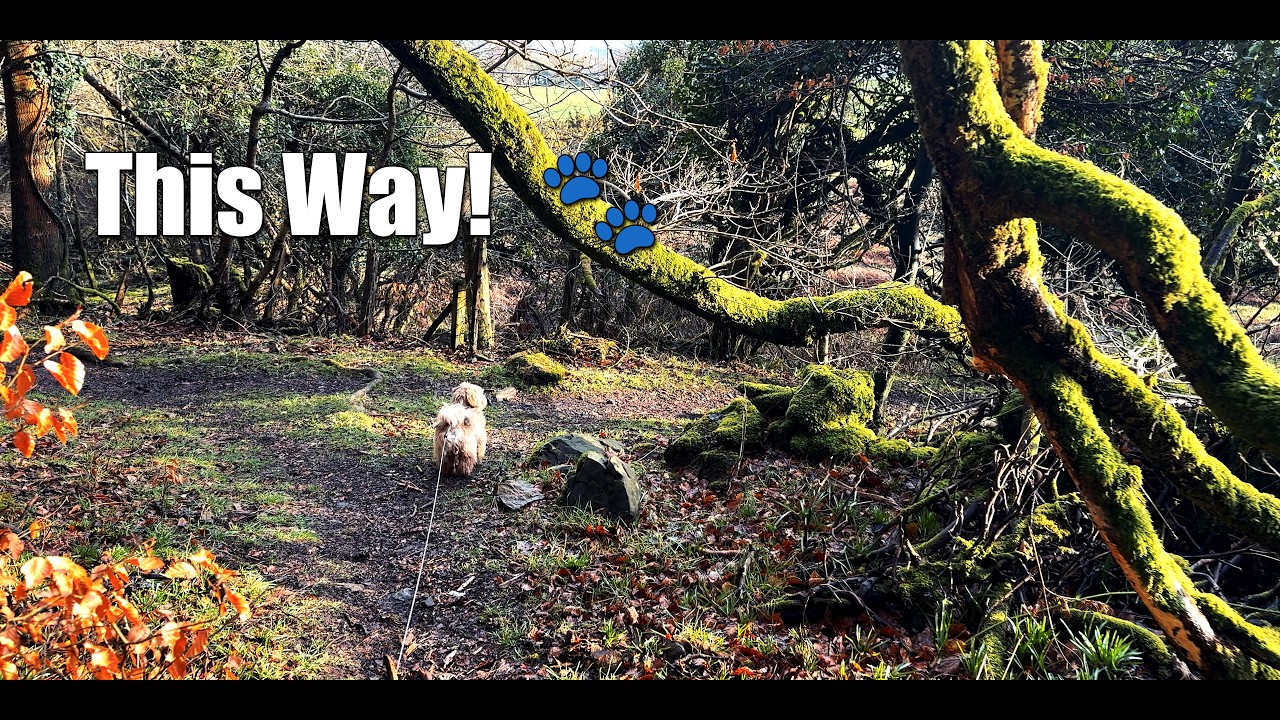 New woodland walk… Bear says this way! 🐾🌲Does your dog lead the walk too?
