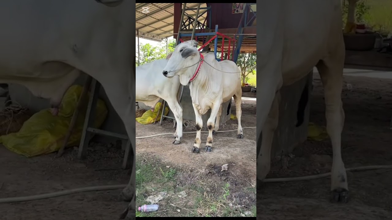 មានលក់គោខ្មែរ