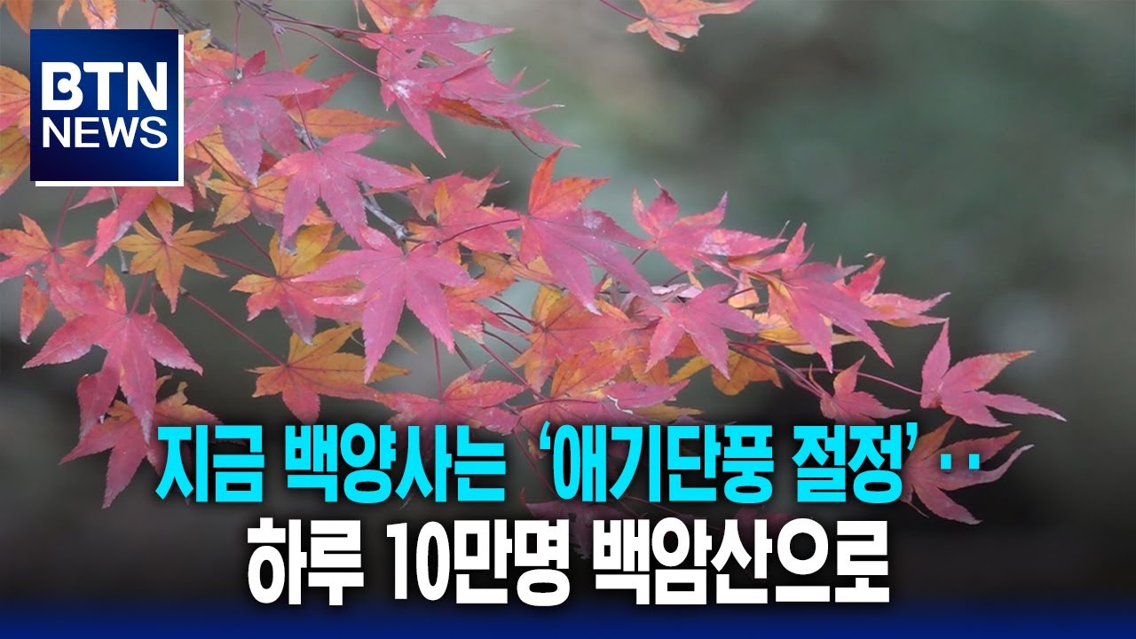 [BTN뉴스] 지금 백양사는 &lsquo;애기단풍 절정&rsquo;‥하루 10만명 백암산으로