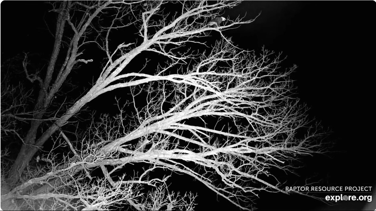 Early morning Mr North chase away UM 21.02.2026 Explore Live Nature Cams Decorah Eagles - North Nest